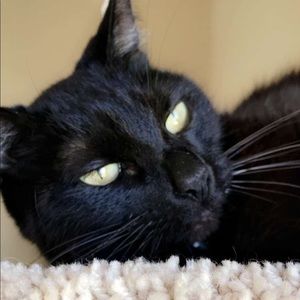 Meet your Posher, Tam